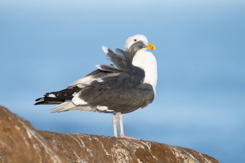 Western-Gull-3200A-adult-preening-_A1G0794-La-Jolla-CA