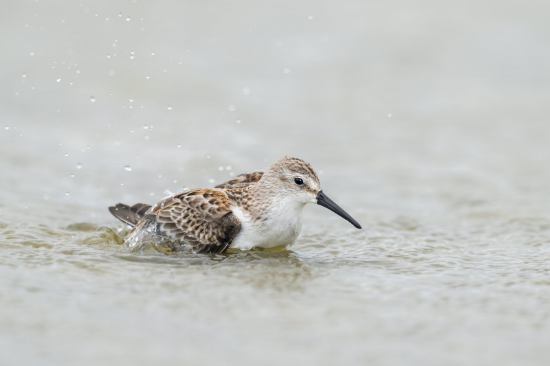 Western-Sandpiper-3000-juvenile-male-bathing-_A1B8097-Nickerson-Beach-LI-NY