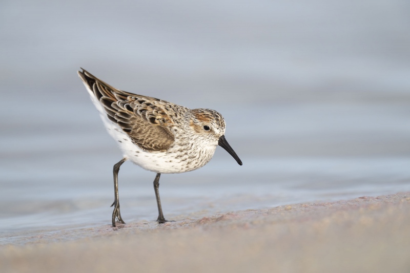 Western-Sandpiper-3200-BLOG-molting-to-beeding-plumage-_A1B9574-Fort-DeSoto-Park-FL-