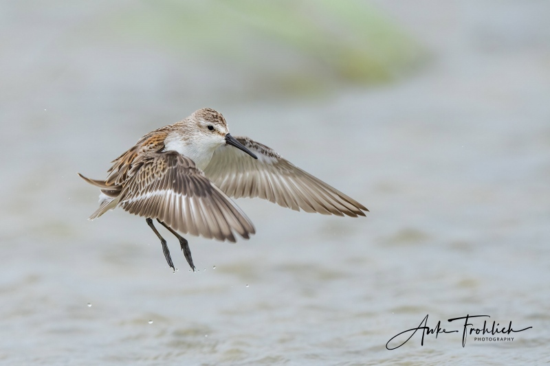 Western-Sandpiper-SIG-juvenile-flapping-after-bath-_A1B8170-Nickerson-Beach-LI-NY