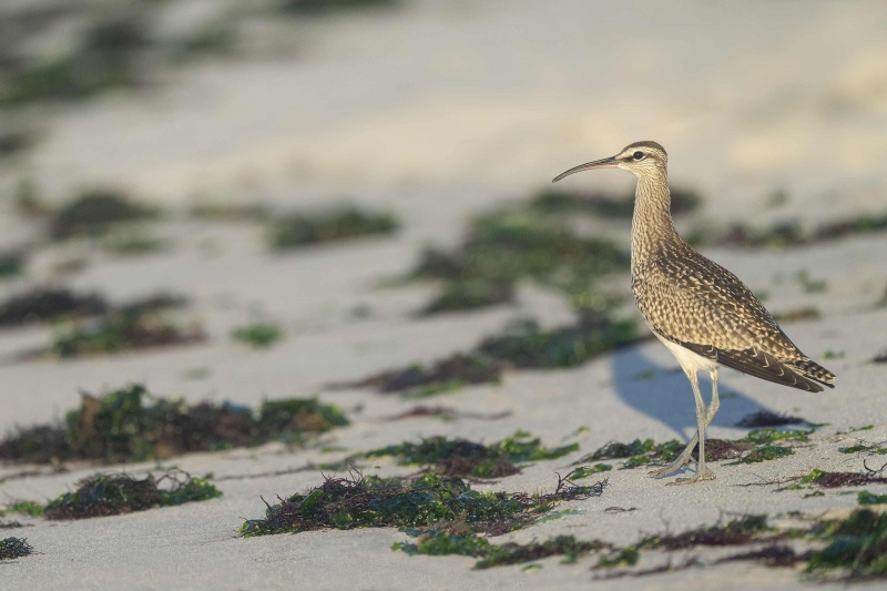 Whimbrel-3200-blog-fresh-juvenile-plumage-_A1B2782-Nickerson-Beach-LI-NY