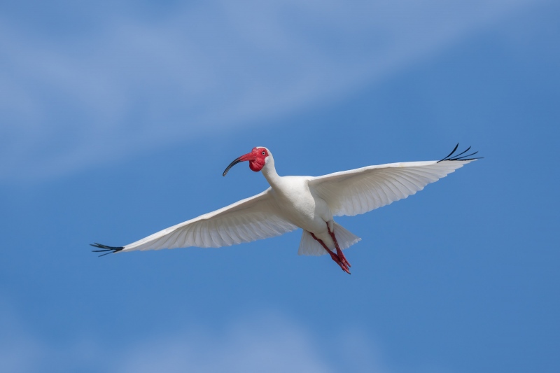 White-Ibis-3200-breeding-plumage-with-gular-sac-_A1G7220-Alafia-Banks-Tampa-Bay-FL-2