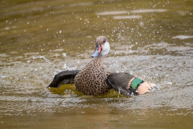 White-cheeked-Pintail-3200-male-bathing-_A7R5259-Rabida-Galapagos