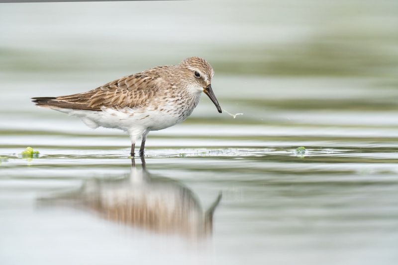 White-rumped-Sandpiper-3200-worn-faded-motling-adult-_A1G9464-East-Pond-Jamaica-Bay-WIldlifre-Refuge-Queens-NY