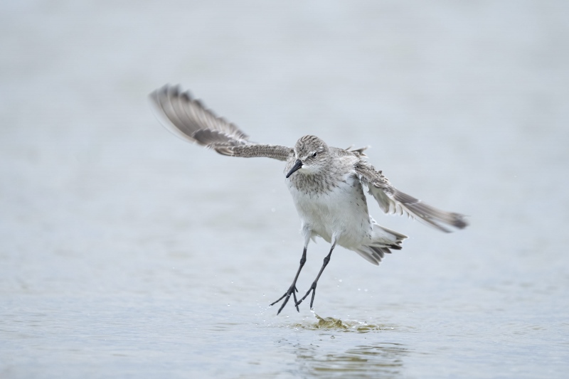 White-rumped-Sandpiper-BLOG-3200-flapping-after-bath-_A1B3026-Nickerson-Beach-LI-NY