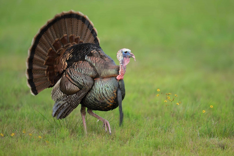 Wild-Turkey-3200-tom-displaying-and-strutting-_A1G5342-Indian-Lake-Estates-FL