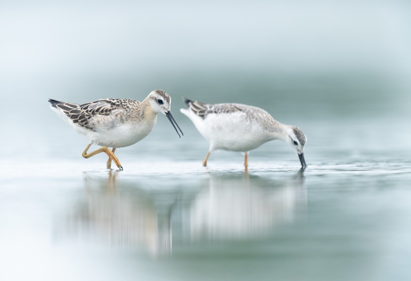 Wilsons-Phalarope-juvenile-and-adult-_A1B9096-East-Pond-JBWR-Q-NY