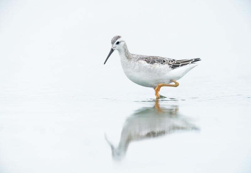 Wilsons-Phalarope-molting-adult-_A1B9286-East-Pond-JBWR-Q-NY