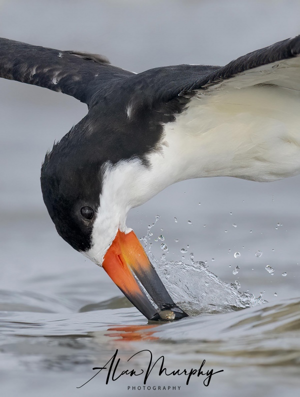 alan-murphy-Black-Skimmer-40