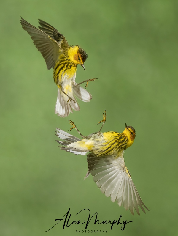 alan-murphy-Cape-May-Warblers-28