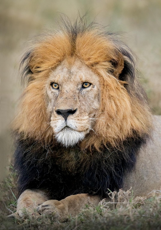 anita-african-lion-male-_ani2650Mara-Crossing-2021