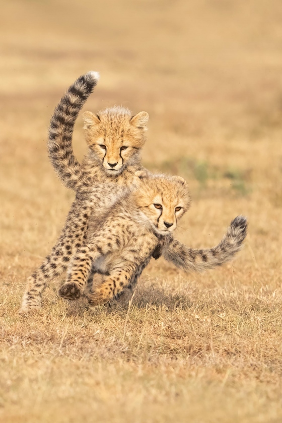 anita-baby-cheetahs-_ani6619Masai-Mara-Kenya-2021