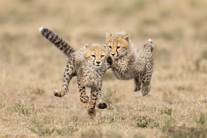 anita-baby-cheetahs-running-_ani6575Masai-Mara-Kenya-2021A