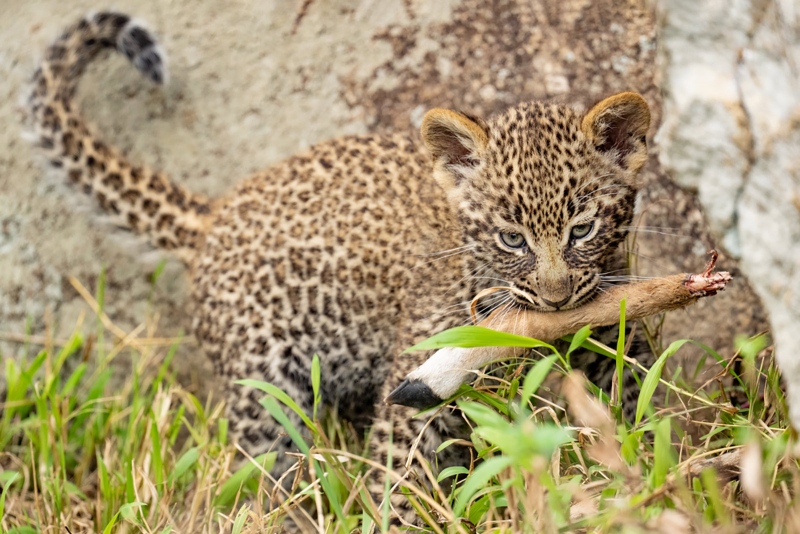 anita-baby-leopard-A-_A1B8617Mara-Crossing-2021