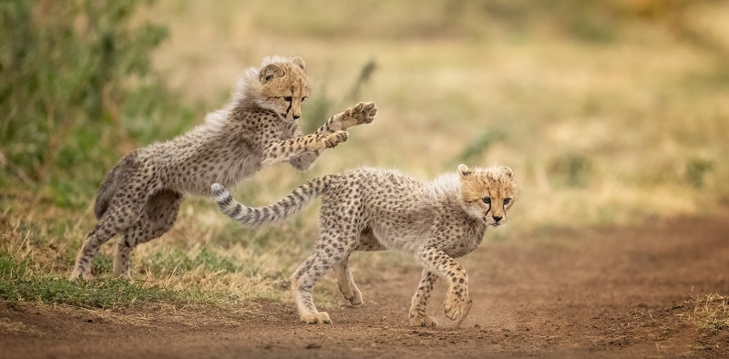 anita-cheetah-babies-playing