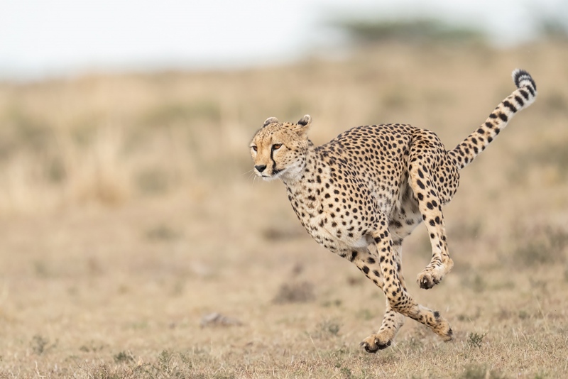 anita-cheetah-running-_ani6128Masai-Mara-Kenya-2021