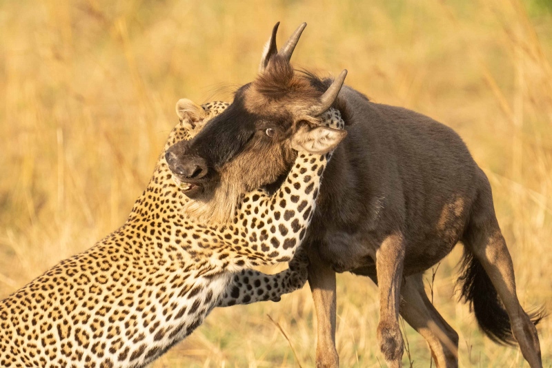 anita-leopard-killing-wildebeest-_ani3742Mara-Crossing-2021