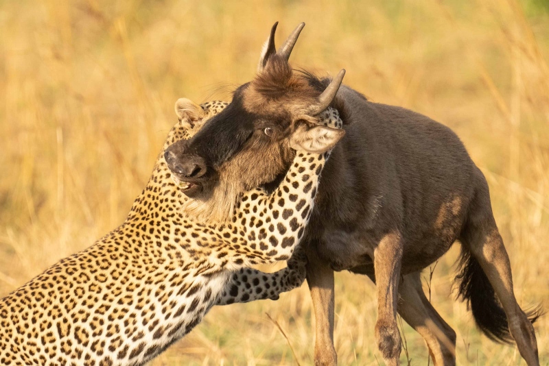 anita-leopard-killing-wildebeest-_ani3742Mara-Crossing-2021