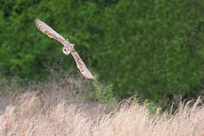 artie-3200-edit-Dunwoody-Barn-Owl