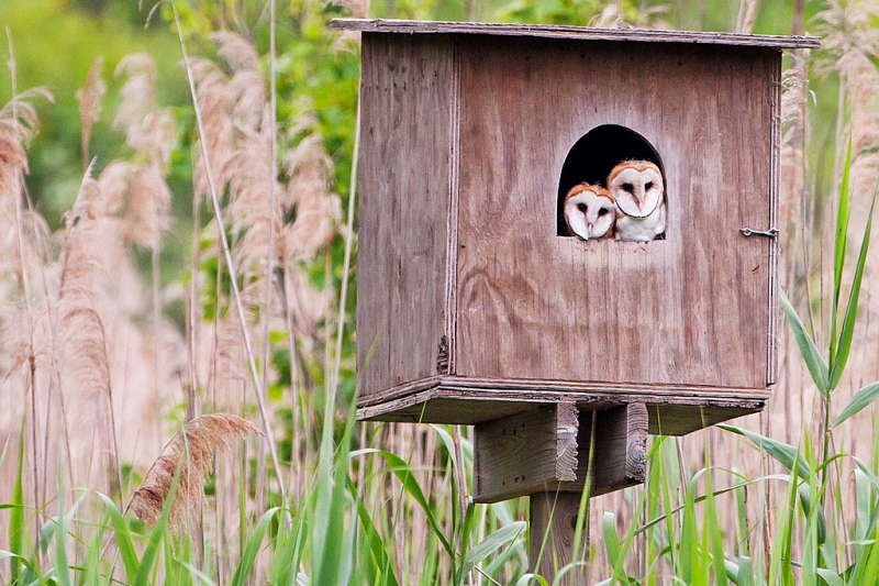 barn-owl-fledglings-big-johns-pond-johann-schumacher