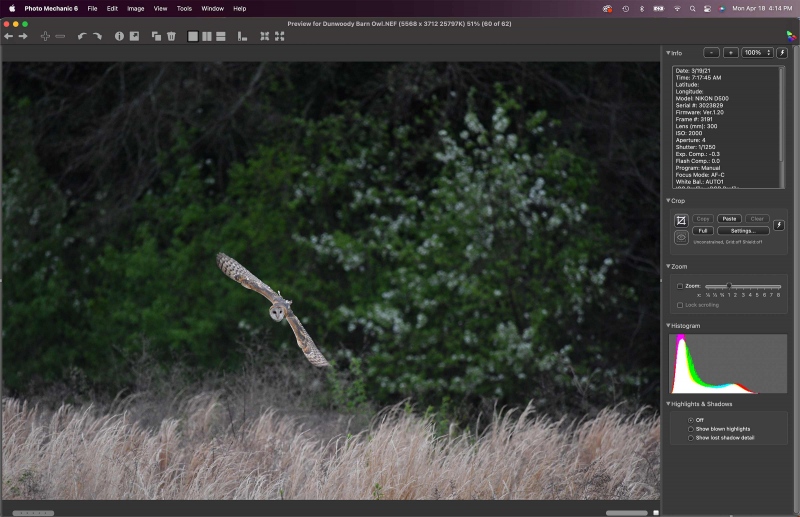 barn-owl-rawUntitled-1