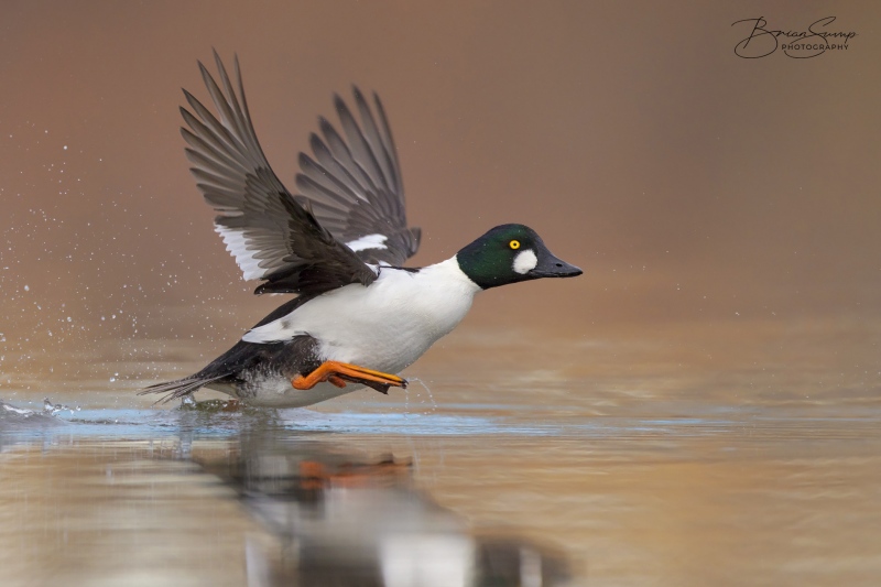 blog-20211211-Goldeneye-Drake-Takeoff-wingsup-Brian-Sump-BSR54332-Edit-ROTATED-Sharpen-v5