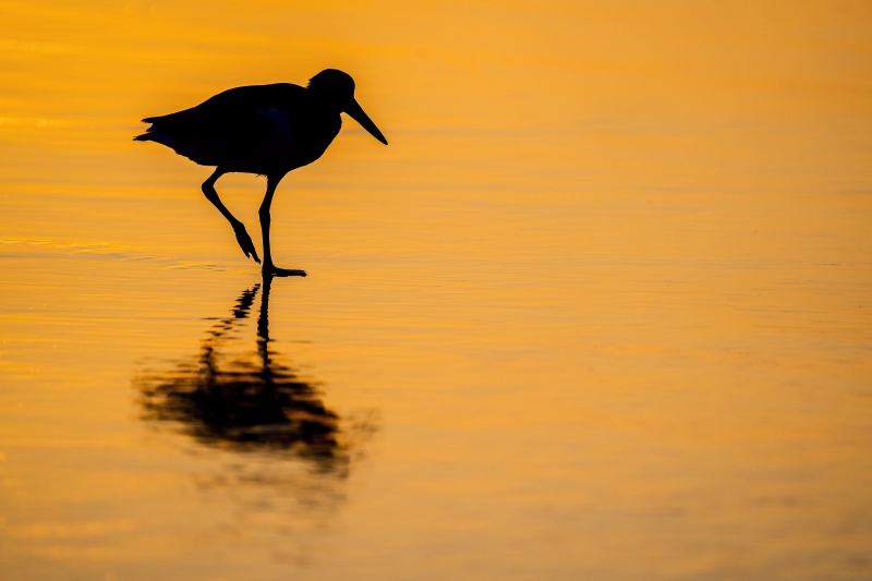 blog-3200-American-Oystercatcher-at-dawn-_A1B9673-Nickerson-Beach-LI-NY