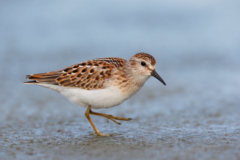 blog-Least-Sandpiper-fresh-juvenal-plumage-_Y7O5546-East-Pond-Jamaica-Bay-WR-Queens-NYA