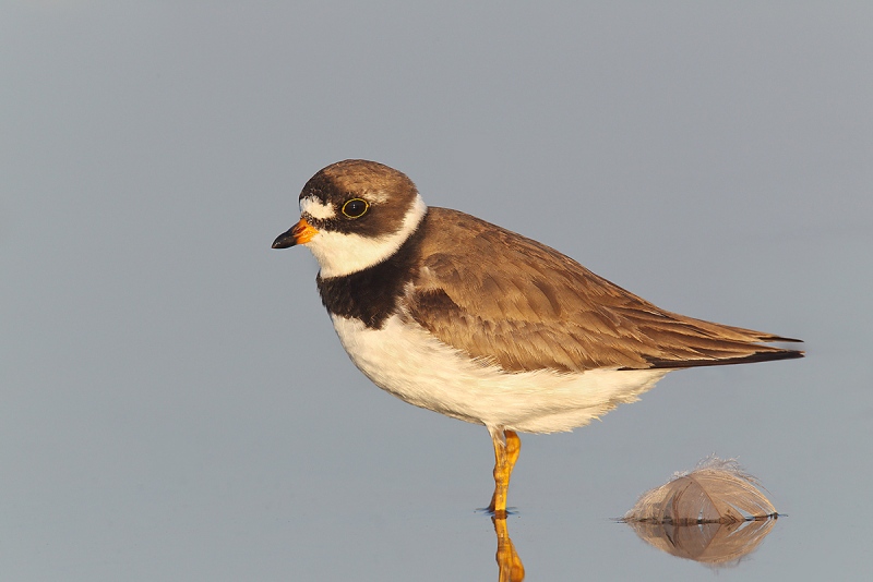blog-Semipalmated-Plover-fading-worn-adult-Robt_W3C2588-East-Pond-Jamaica-Bay-Wildlife-Refuge-Queens-NY