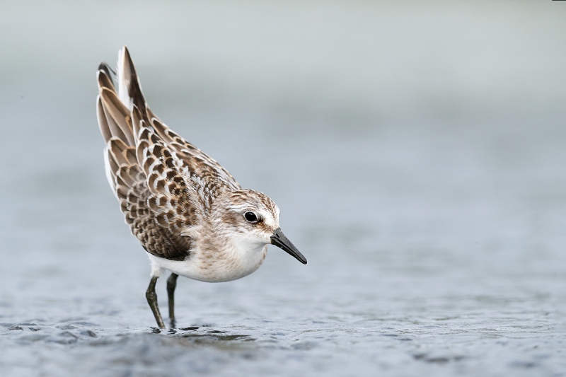 blog-Semipalmated-Sandpiper-agression-display-_A0I8696-East-Pond-Jamaica-Bay-WR-Queens-NY