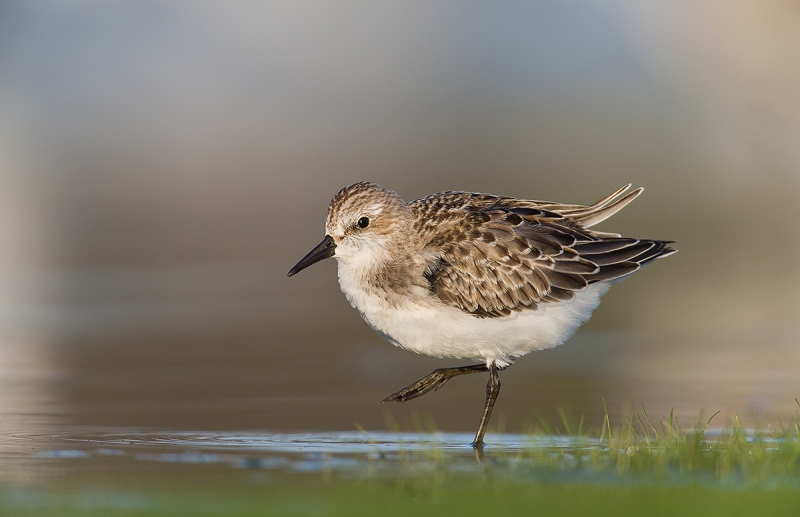 blog-Semipalmated-Sandpiper-juvenal-with-leg-rasied-_Q8R0535-East-Pond-Jamaica-Bay-Wildlife-Refuge-Queens-NY