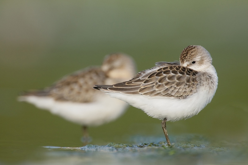 blog-Semipalmated-Sandpipers-two-resting-Robt_V5W2818Jamaica-Bay-Wildlife-Refuge-Queens-NY