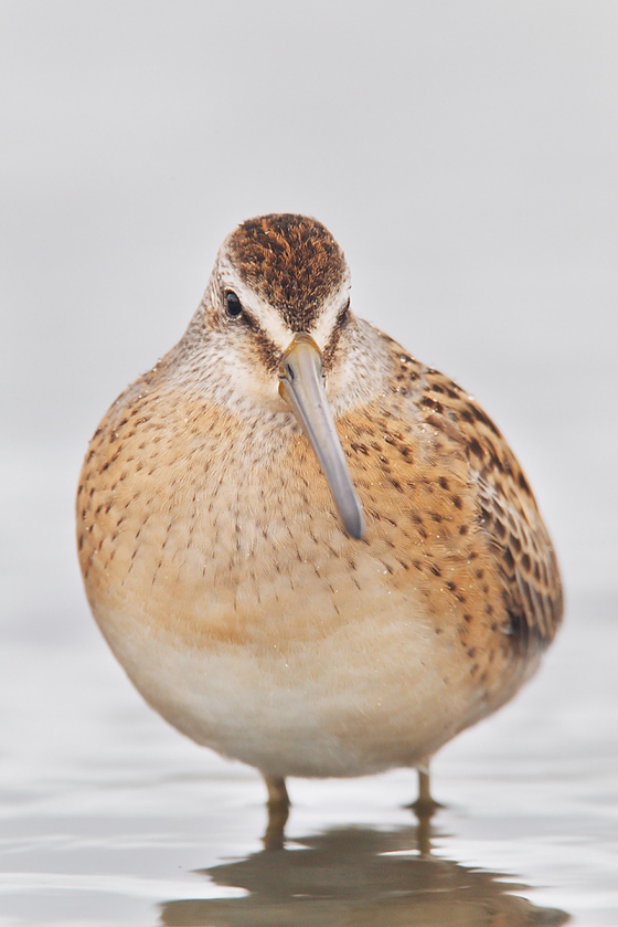 blog-Short-billed-Dowitcher-juvenal-plumage-Robt_W3C3562-East-Pond-Jamaica-Bay-Wildlife-Refuge-Queens-NY