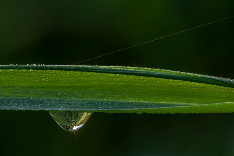 dew-drop-on-balde-of-grass-_A1B3289-Lakeland-FL