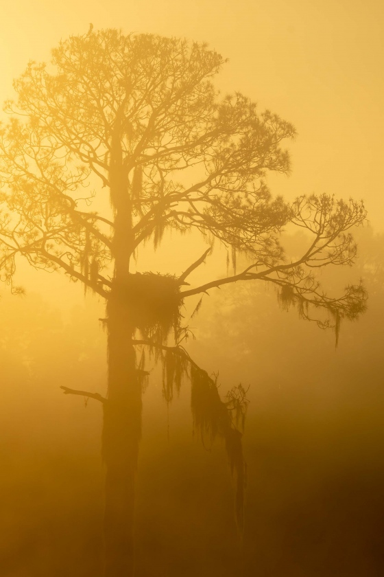 eagle-nest-tree-3200-in-fog-_A1B9322-Indian-Lake-Estates-FL