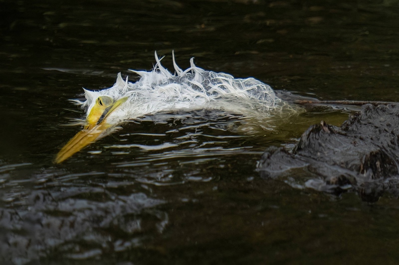 egret-head-tight-crop-of-American-Alligator-with-large-Great-Egret-chick-_A1G2178St.-Augustine-Alligator-Farm-FL