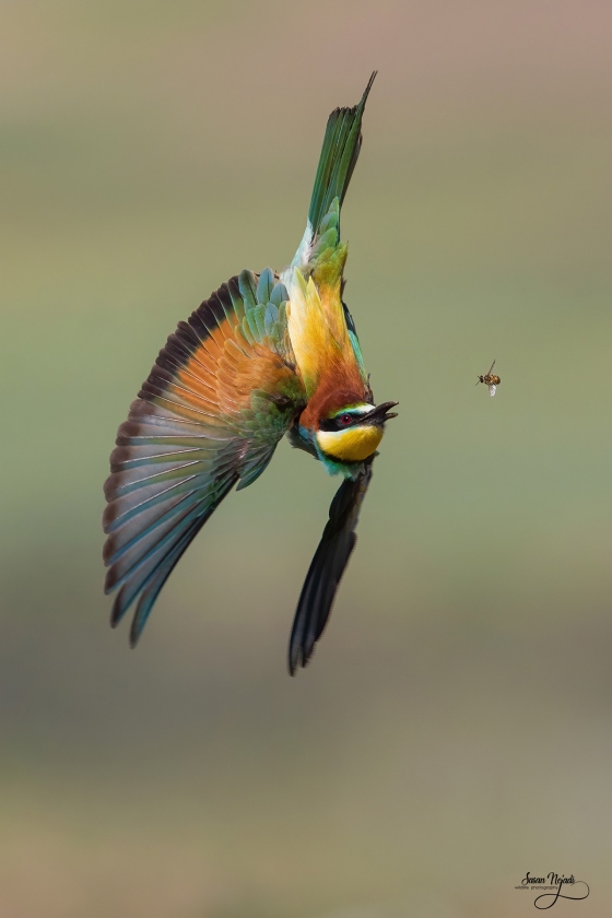 sasan-bee-eater