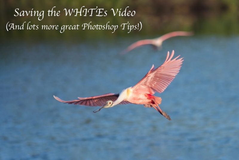 saving-the-WHITEs-video-Joe-Usewicz-Spoonbill-re-d0-_DSC7530