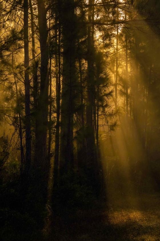 sunrise-in-the-pine-woods-3200-_A1B9043-Indian-Lake-Estates-FL
