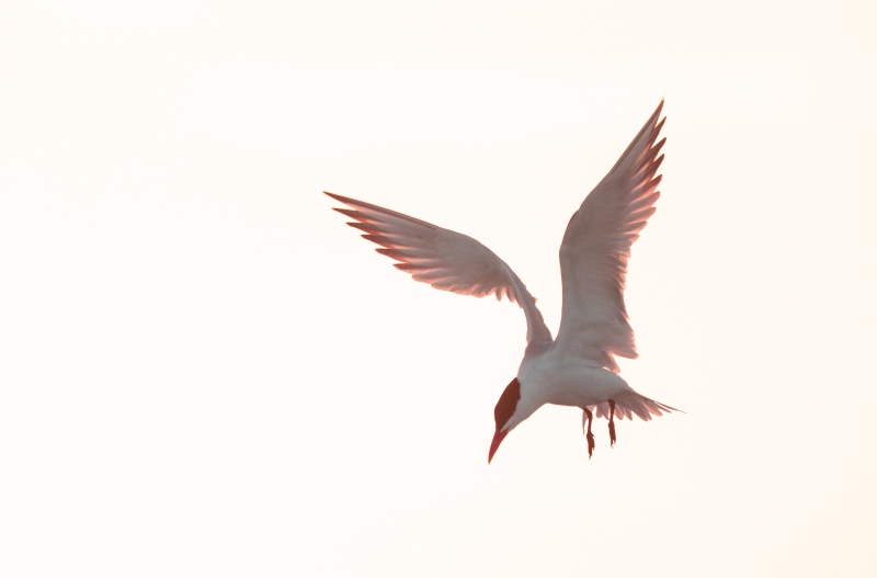 tern-lightened1