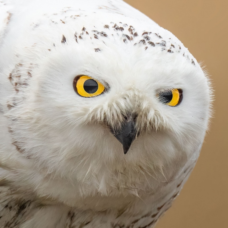 tight-crop-of-1591-Snowy-Owl-glaring-after-preening-_A1B2109-Lomg-Beach-Fairfield-CT-2