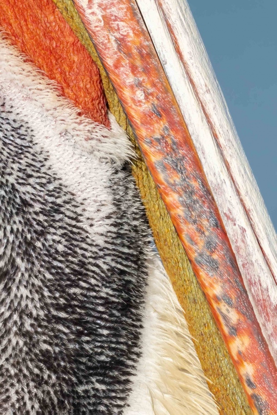 tight-crop-showoing-detail-Brown-Pelican-Pacific-race-bill-and-hind-neck-detail-_7R46025-La.-Jolla.-CA