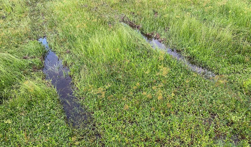 tire-tracks-in-wet-muddy-grass-IMG_1840