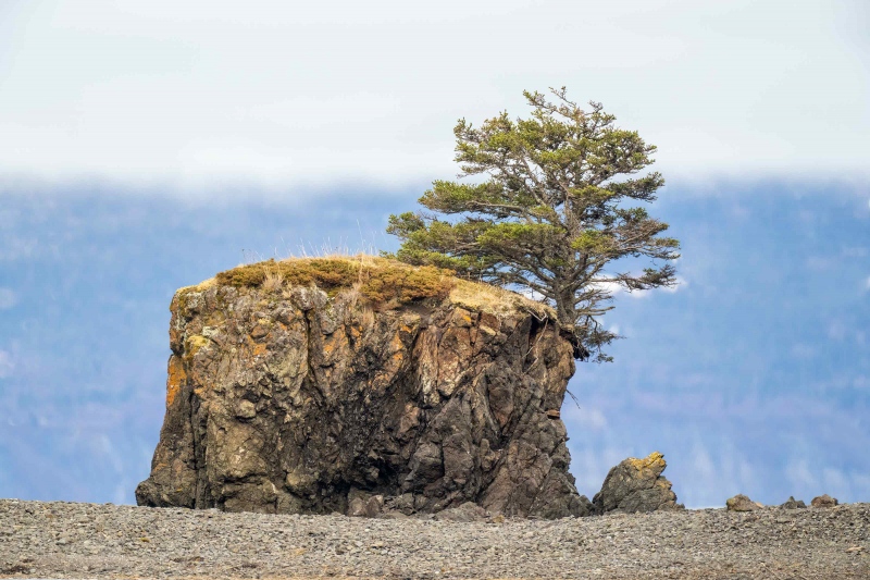 tree-3200-growing-on-rock-_A1G1366-Kachemak-Bay-AK