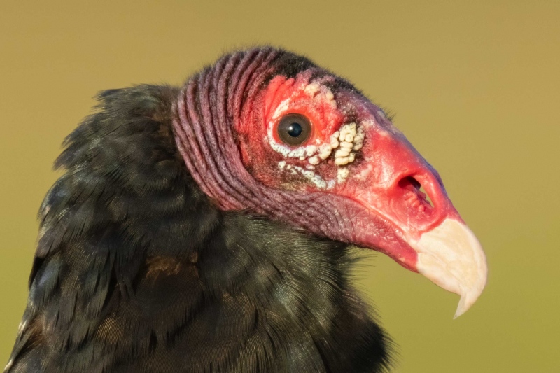 tright-face-crop-Turkey-Vulture-head-in-green-heaven-_A1G1180-Indian-Lake-Estates-FL-2