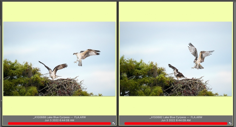 two-Osprey-frames-1