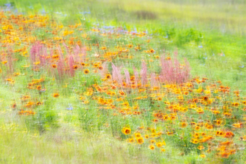 wildflower-blur-3200-_A1G0404-Jekyll-Island-causeway-GA