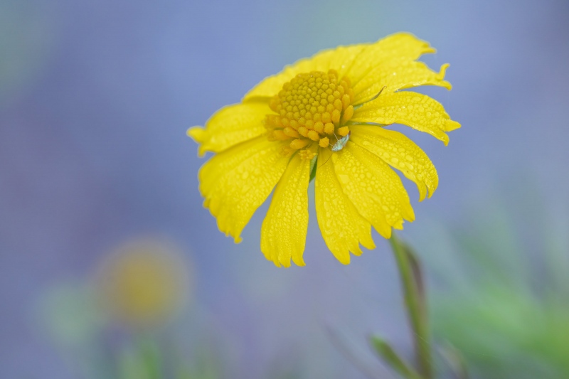 yellow-wildflower-3200-_A1B7222-Indian-Lake-Estates-FL
