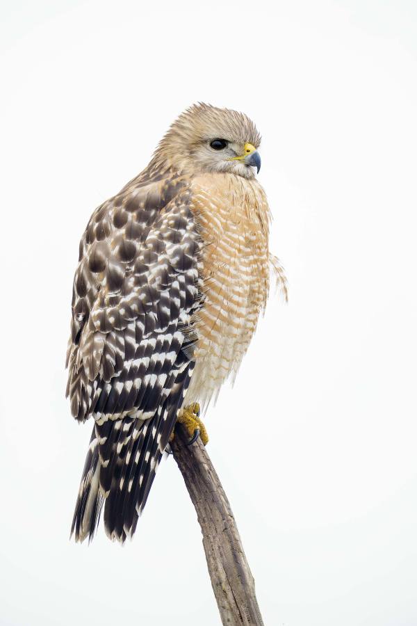 Red-shouldered-Hawk-3200-on-perch-_DSC4571-Indian-Lake-Estates-FL-