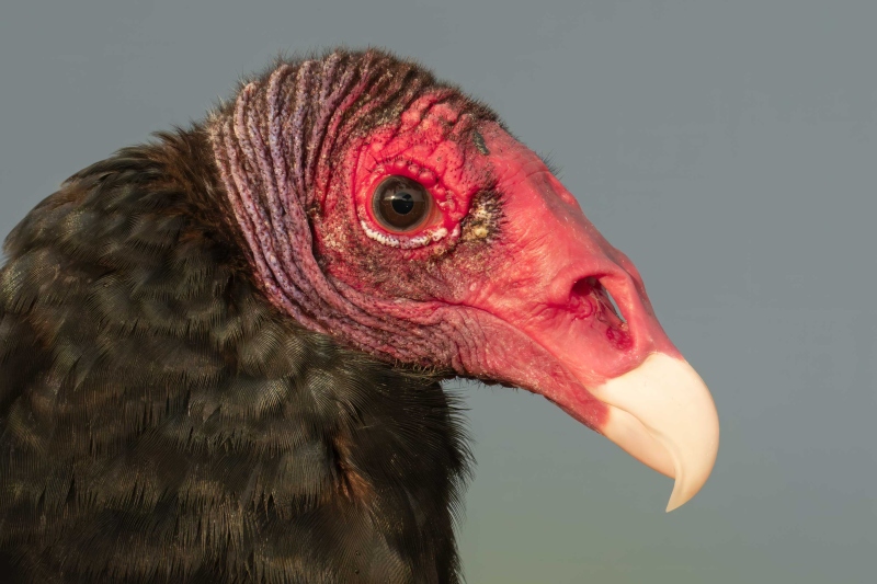 100-crop-Turkey-Vulture-streching-wings-600mm-f-6.3-w-1-4X-TC-_DSC0695-Indian-Lake-Estates-FL